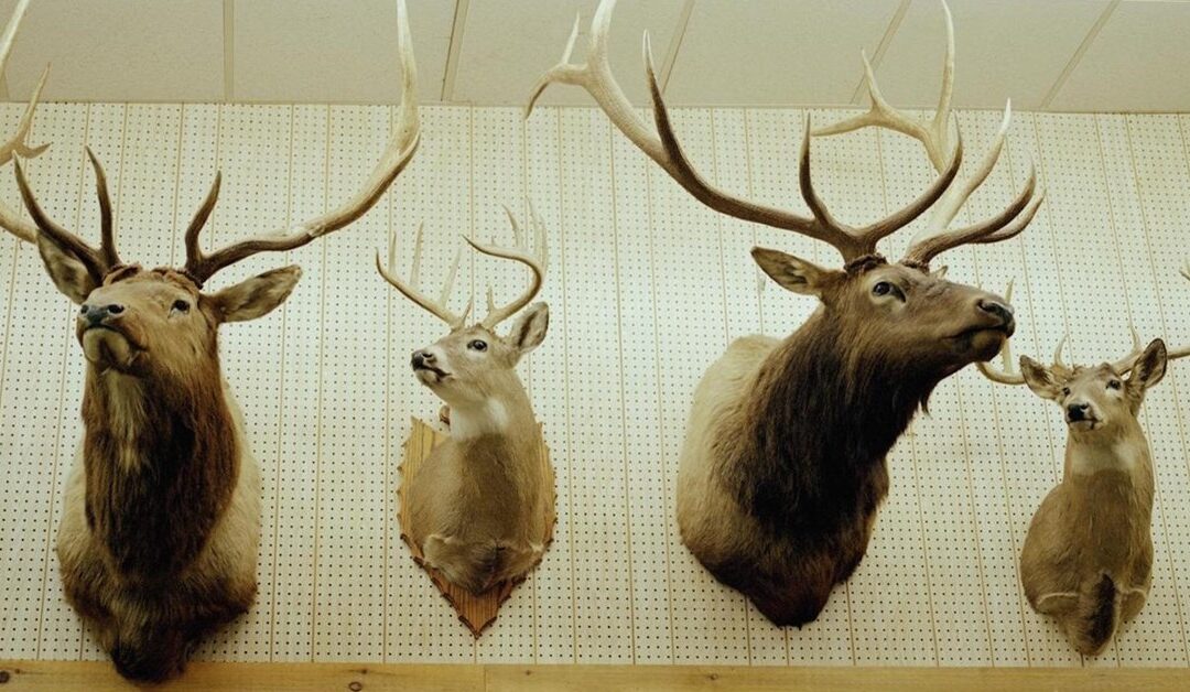 The History and Art of Elk Mounting